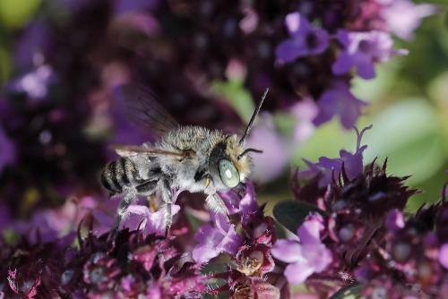 Réf. 328 189 : Megachile sp.